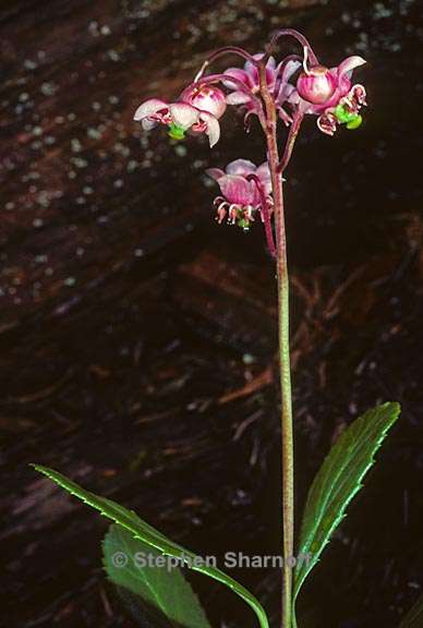 chimaphila umbellata 2 graphic